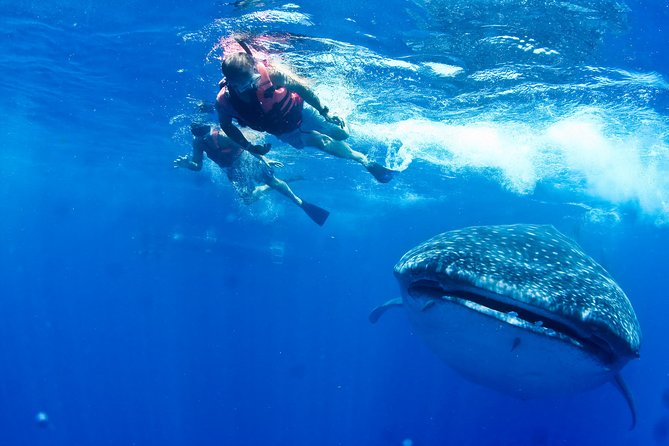 Whale Shark Tour from Cancun, Playa del Carmen, Tulum and Riviera Maya - Price and what feels like real value at $199