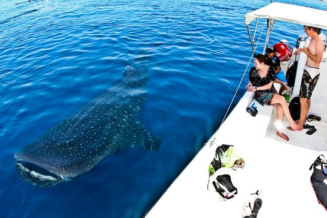 Whale Shark Tour from Cancun, Playa del Carmen, Tulum and Riviera Maya - Wetsuits, life jackets, and how to make your swim turns actually work