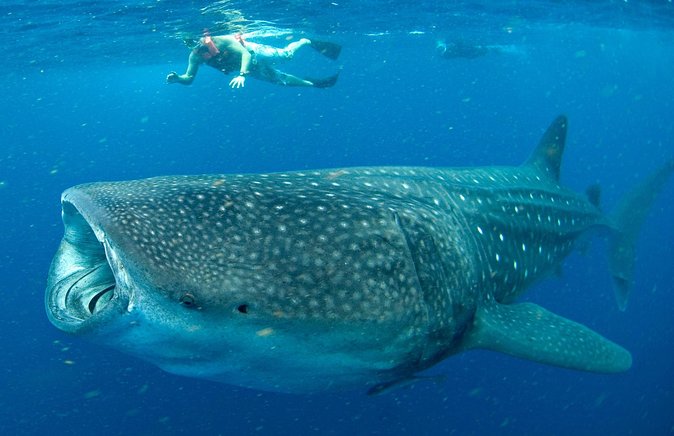 Whale Sharks Small-Group Tour in Cancun and Riviera Maya - Getting there: hotel pickups and how the day really feels
