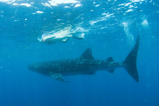 Whale Sharks Small-Group Tour in Cancun and Riviera Maya - Finding whale sharks: onboard spotting and the no-guarantee reality