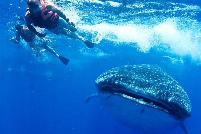 Whale Sharks Small-Group Tour in Cancun and Riviera Maya - Isla Mujeres lunch at Playa Norte: the break you’ll appreciate