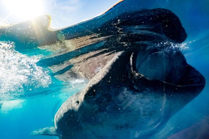 Whale Sharks Small-Group Tour in Cancun and Riviera Maya - Sunscreen, seasickness, and other real-world comfort fixes