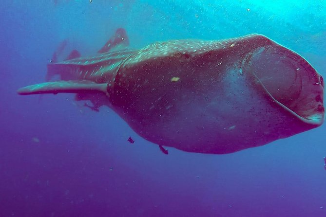 Whale Sharks Small-Group Tour in Cancun and Riviera Maya - Safety and wildlife rules: why some expectations need tweaking