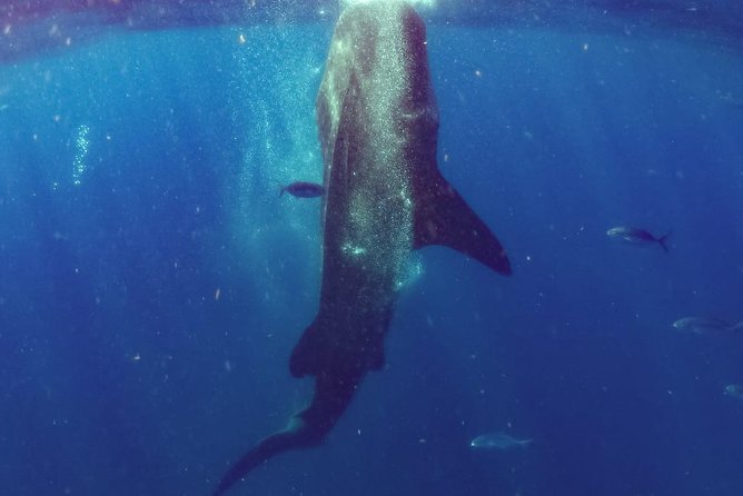Whale Sharks Small-Group Tour in Cancun and Riviera Maya - Puerto Xtabay briefing: where the rules start to make sense