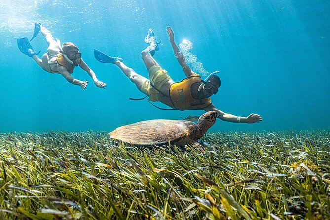 With Turtles, Shipwreck, Cenote, and Reef and Transport Included - The optional GoPro photos/videos question